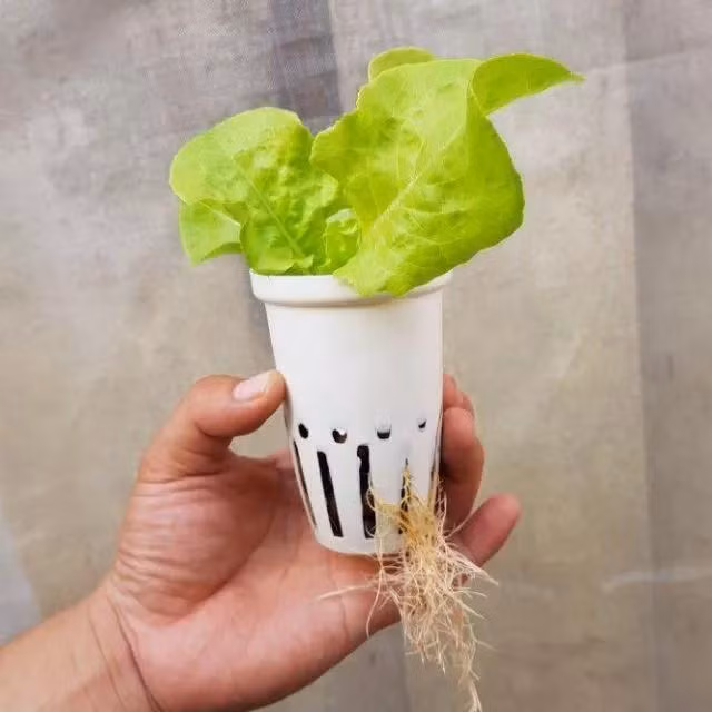 Khong muon chet som, tuyet doi dung an 4 loai rau pha noi tang