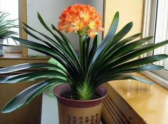 5 loai hoa menh danh 'cay phu quy', trong cang nhieu tien cang vao