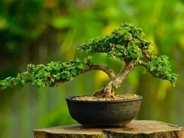 5 loai hoa menh danh 'cay phu quy', trong cang nhieu tien cang vao-Hinh-3