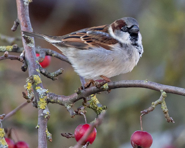 3 con giap ba dao, nhu nam cham thu hut su yeu men-Hinh-3