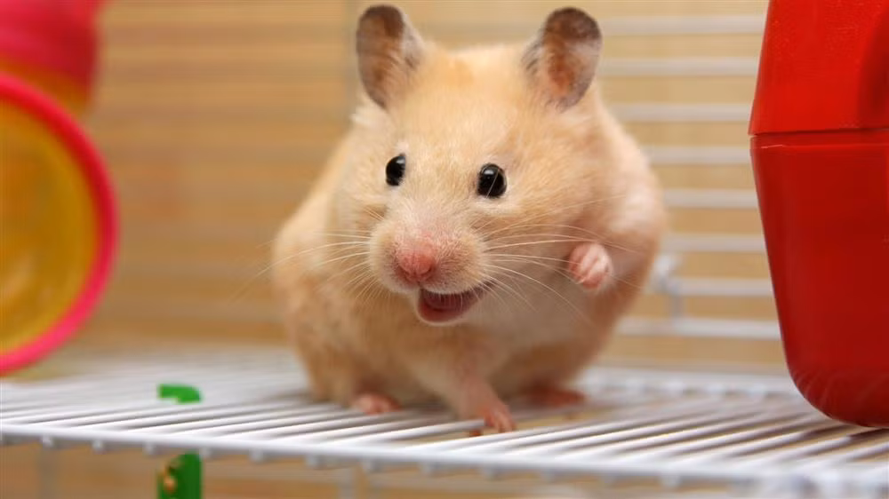 Nghe nghiep sinh ra danh cho 12 con giap