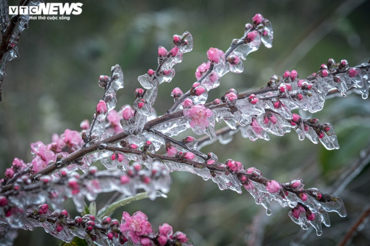 Cành hoa đào phủ trắng băng tuyết trong đợt rét nhất từ đầu mùa Đông.
