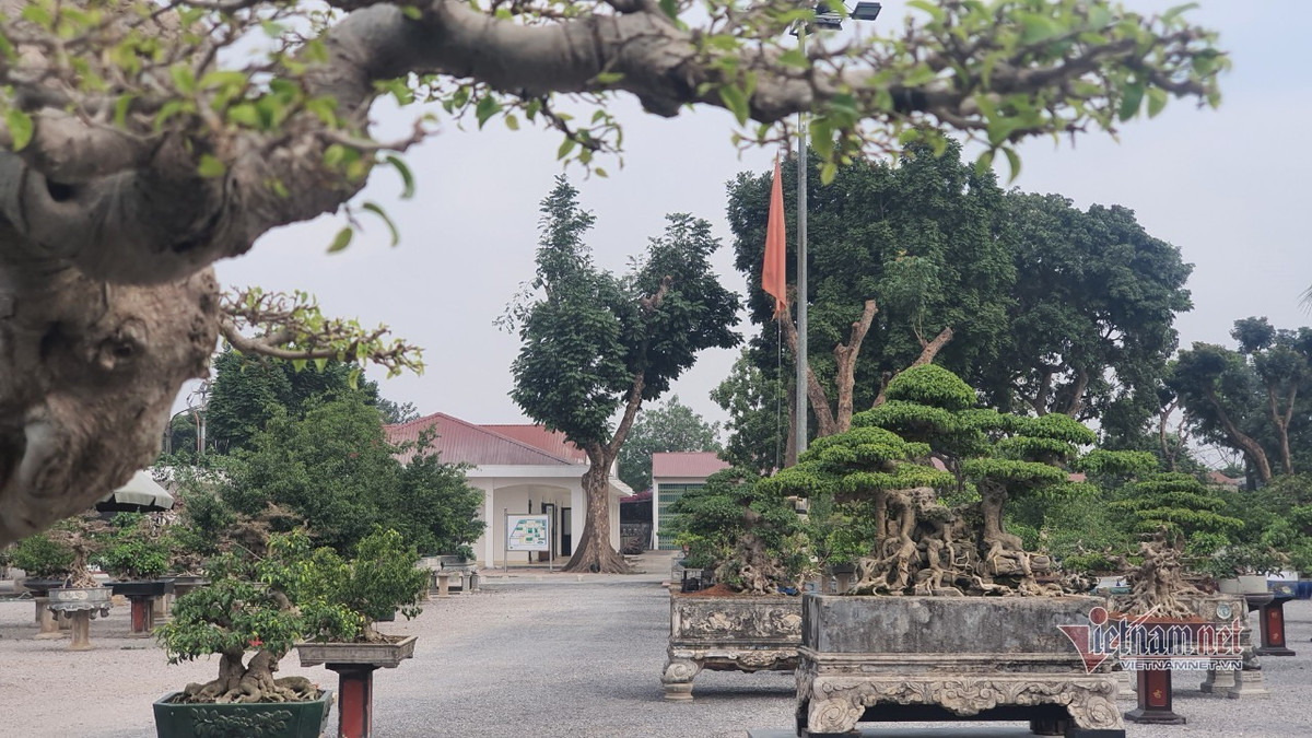 Vuon hoi tu nhung 'sieu cay' dinh dam khap 3 mien