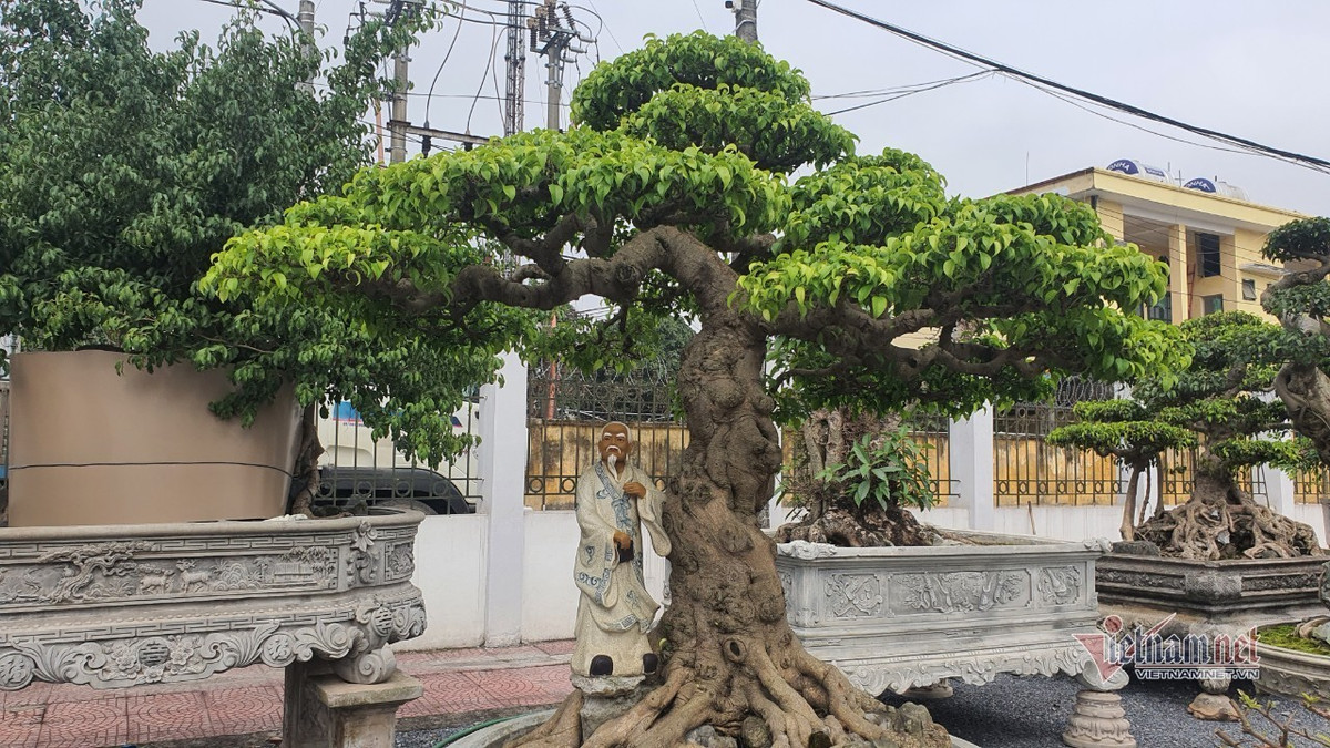 Vuon hoi tu nhung 'sieu cay' dinh dam khap 3 mien-Hinh-9