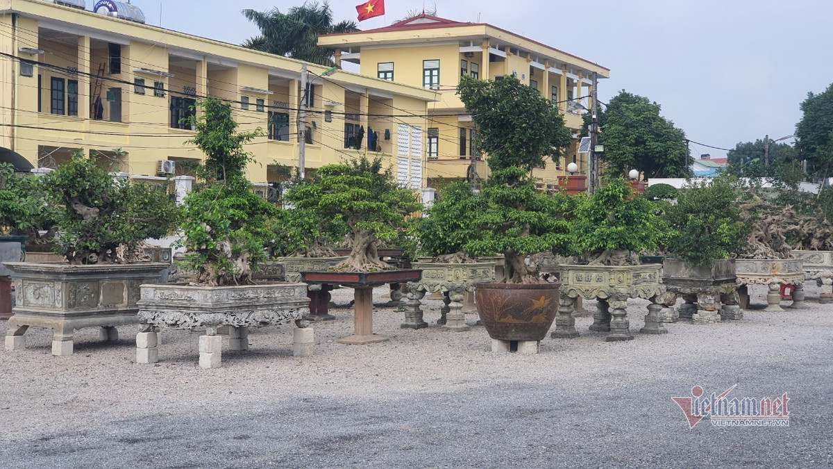 Vuon hoi tu nhung 'sieu cay' dinh dam khap 3 mien-Hinh-4