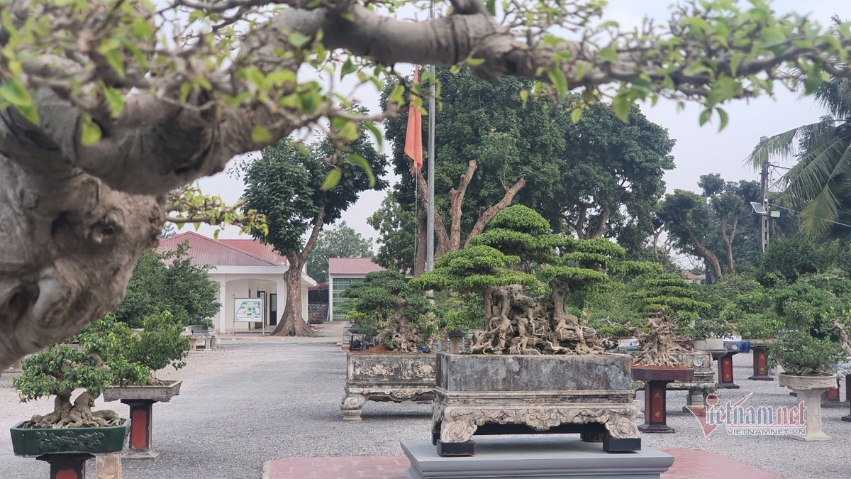 Vuon hoi tu nhung 'sieu cay' dinh dam khap 3 mien-Hinh-14