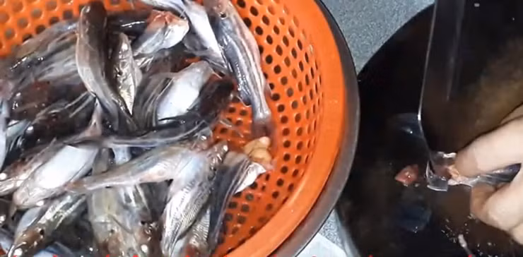 Anh cho biết nếu bỏ vốn khoảng 20 triệu đồng nuôi cá chốt trâu, trong vòng 40 ngày xuất bán thì có thể thu được 40 triệu đồng.