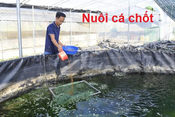 Mấy năm gần đây, nhiều hộ dân ở Bạc Liêu đã nhân giống, nuôi trồng giống cá này, mang lại nguồn thu nhập đáng kể