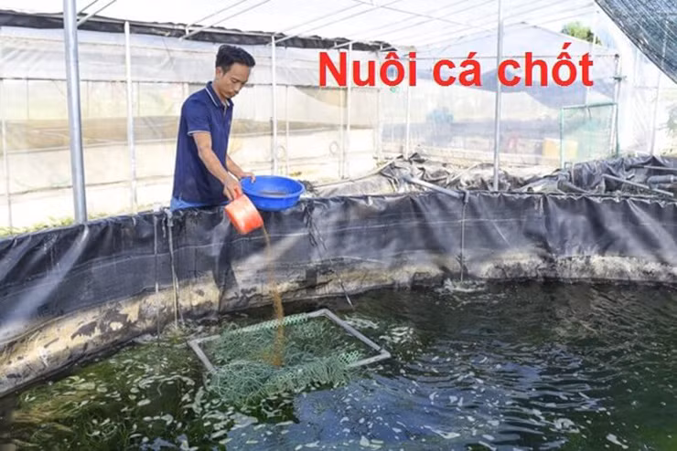 Mấy năm gần đây, nhiều hộ dân ở Bạc Liêu đã nhân giống, nuôi trồng giống cá này, mang lại nguồn thu nhập đáng kể