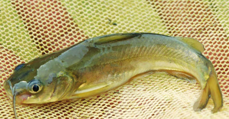 Ở Việt Nam, cá chốt có nhiều ở lưu vực sông Cửu Long, đặc biệt là Bạc Liêu.