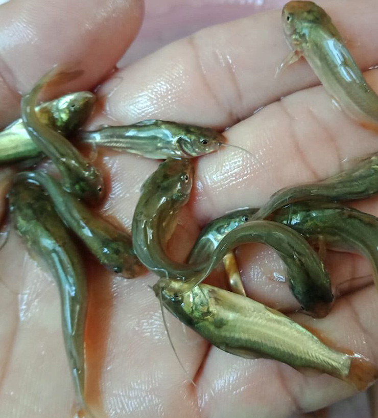 Những món nổi tiếng từ cá chốt trâu như: Cá chốt trâu kho quẹt, cá chốt xào sả ớt, cá chốt chiên bột, cá chốt nấu canh chua…