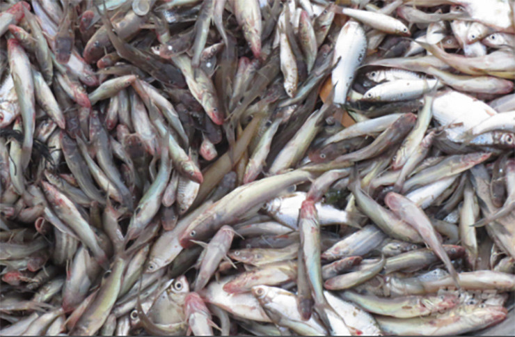 Vì ít người ăn nên thứ cá này thường được làm thức ăn cho lợn hoặc muối mắm