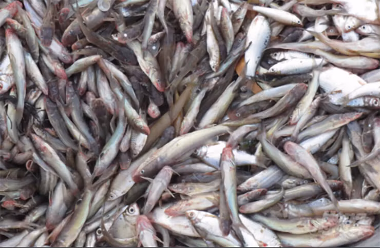 Vì ít người ăn nên thứ cá này thường được làm thức ăn cho lợn hoặc muối mắm