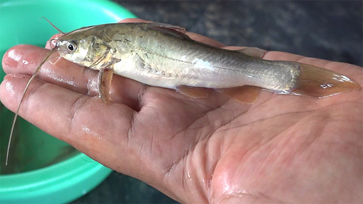 Viet Nam co loai ca tung bi che “toi ben”, nay mang ve tram trieu/nam