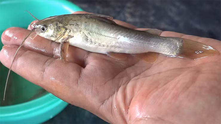 Viet Nam co loai ca tung bi che “toi ben”, nay mang ve tram trieu/nam