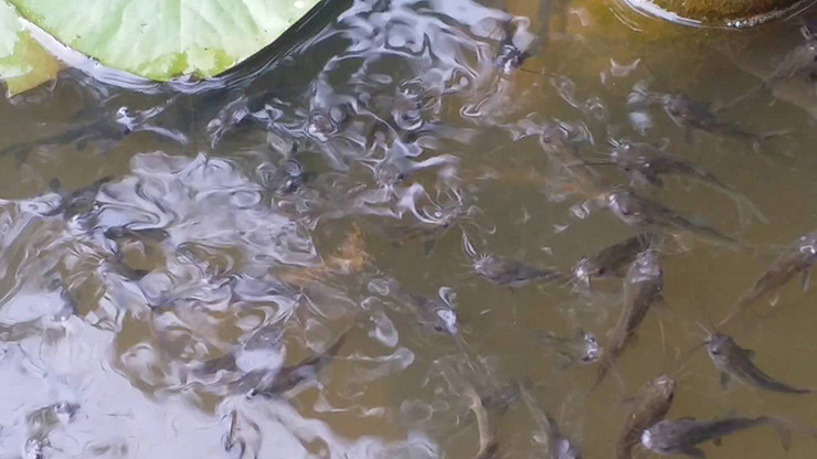 Vào mùa mưa lũ, cá chốt xuất hiện rất nhiều. Khoảng thời gian này, người dân có thể đánh bắt được hàng trăm kg cá chốt mỗi ngày tại các con kênh, rạch của đồng bằng sông Cửu Long