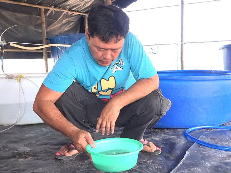 Anh Châu Hoàng Tâm, ấp Xóm Lẫm, xã Hiệp Thành, thành phố Bạc Liêu cho biết do nguồn cá thiên nhiên ngày càng cạn kiệt, thị trường khan hiếm nên giá cả luôn cao hơn một số loài cá khác