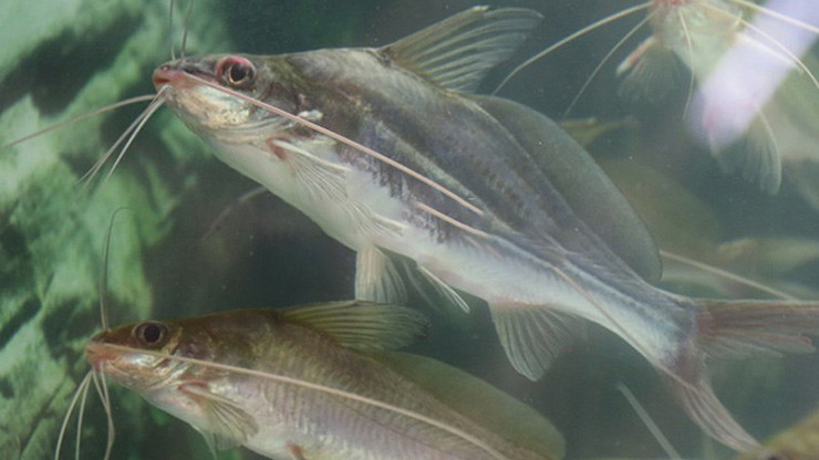 Loài cá này bắt nguồn từ tự nhiên, phân bố chủ yếu ở các vùng thuộc khu vực Đông Nam Á như Việt Nam, Thái Lan, Lào,…