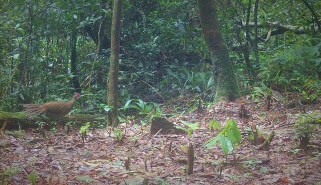 Ngam dan thu quy trong rung Sa Mu-Hinh-3