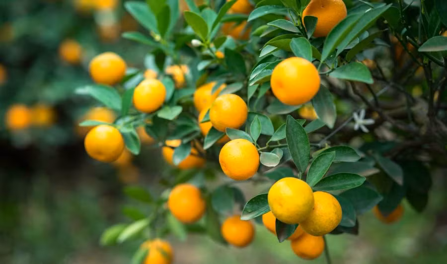 6 điềm lành ngày Tết báo hiệu cả năm tiền bạc ngập tràn 6 diem lanh ngay Tet bao hieu ca nam tien bac ngap tran