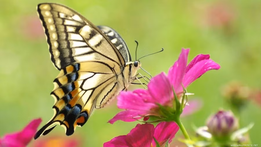 6 điềm lành ngày Tết báo hiệu cả năm tiền bạc ngập tràn - Hình 4 6 diem lanh ngay Tet bao hieu ca nam tien bac ngap tran-Hinh-4