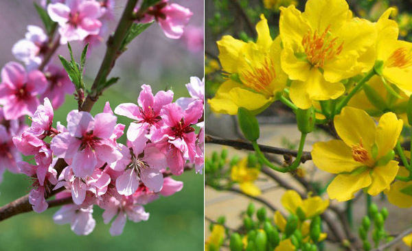 6 điềm lành ngày Tết báo hiệu cả năm tiền bạc ngập tràn - Hình 2 6 diem lanh ngay Tet bao hieu ca nam tien bac ngap tran-Hinh-2