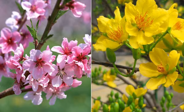 6 điềm lành ngày Tết báo hiệu cả năm tiền bạc ngập tràn - Hình 2 6 diem lanh ngay Tet bao hieu ca nam tien bac ngap tran-Hinh-2