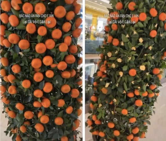 Chau tham nha dip Tet, ong hot hai lam chuyen ca MXH cuoi bo-Hinh-4