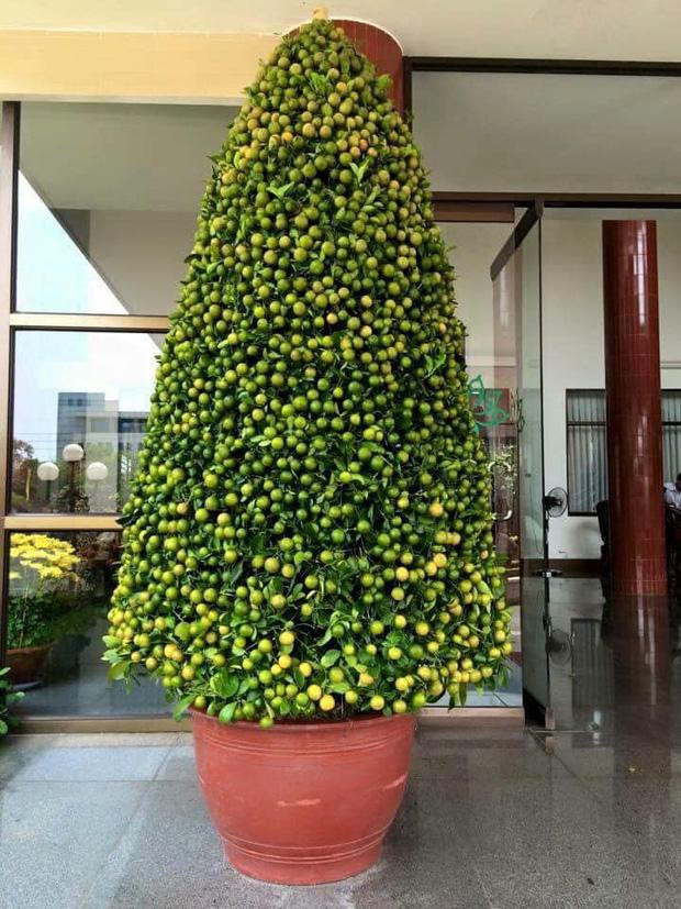 Chau tham nha dip Tet, ong hot hai lam chuyen ca MXH cuoi bo