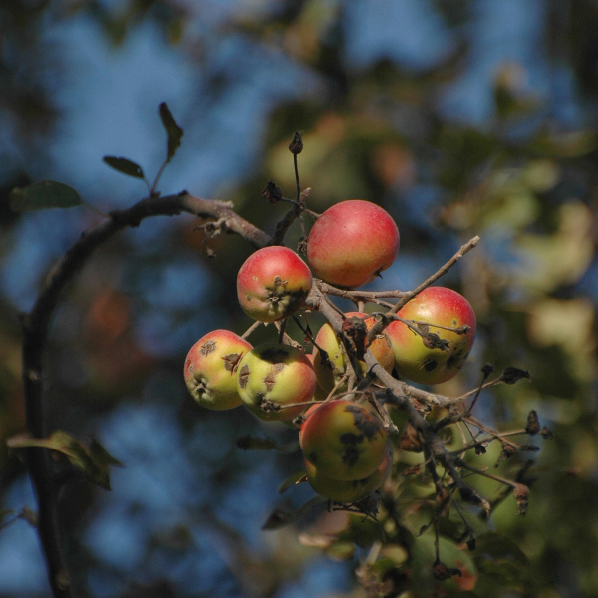 Đầu thế kỷ 20, nhà sinh học Nikolai Vavilov đã lần ngược gene của táo về một cụm cây gần Almaty, thị trấn nhỏ nơi táo dại gần như tương đồng với các loại ở siêu thị ngày nay. Ảnh: Independent.