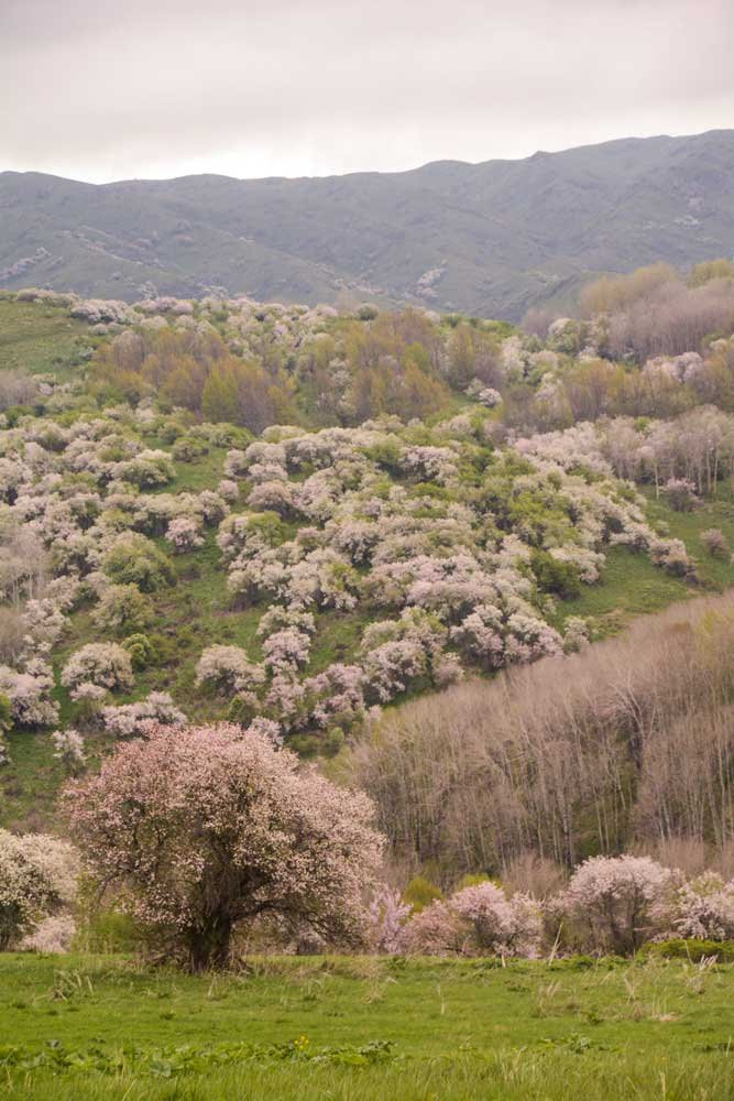 Vavilov đến Almaty và rất ngạc nhiên khi thấy những cây táo mọc dại, đan xen với nhau và tản mác, một hiện tượng không có ở bất cứ đâu trên Trái Đất. Ảnh: Appleandpeople.