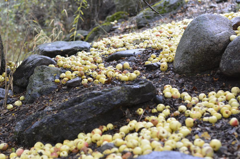 Ngày nay, rừng táo phải đối mặt với sức ép từ con người, cũng như biến đổi khí hậu, các khu bảo tồn nằm rải rác trên dãy Tian Shan bảo vệ những vạt táo dại cuối cùng. Chúng có hương vị phong phú, tùy thuộc vào cách ong thụ phấn cho hoa. Một số loại táo có vị mật ong và dâu, một số thì chua, có loại lại mang vị cam thảo. Ảnh: BBC.