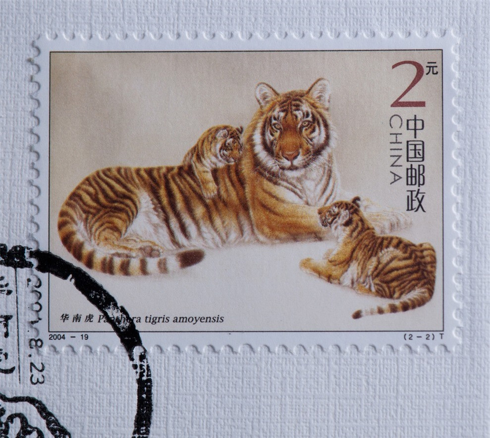 Loài hổ Hoa Nam quý hiếm nhất hành tinh: Loài tuyệt chủng! - Hình 6 Loai ho Hoa Nam quy hiem nhat hanh tinh: Loai tuyet chung!-Hinh-6