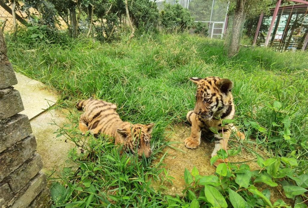 Loài hổ Hoa Nam quý hiếm nhất hành tinh: Loài tuyệt chủng! - Hình 9 Loai ho Hoa Nam quy hiem nhat hanh tinh: Loai tuyet chung!-Hinh-9
