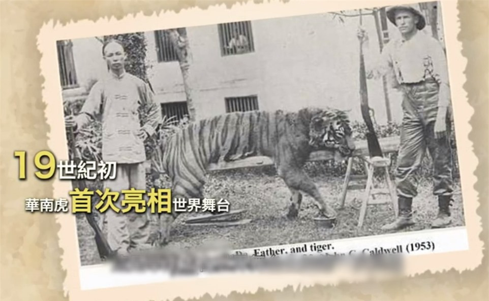 Loài hổ Hoa Nam quý hiếm nhất hành tinh: Loài tuyệt chủng! - Hình 5 Loai ho Hoa Nam quy hiem nhat hanh tinh: Loai tuyet chung!-Hinh-5