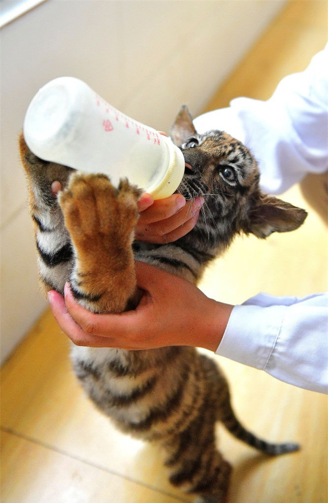 Loài hổ Hoa Nam quý hiếm nhất hành tinh: Loài tuyệt chủng! - Hình 8 Loai ho Hoa Nam quy hiem nhat hanh tinh: Loai tuyet chung!-Hinh-8