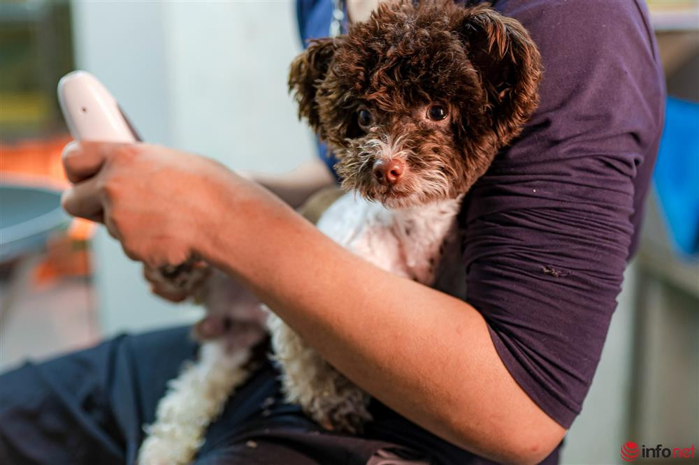 Chang trai nuoi cho Poodle noi tieng Ha thanh thu nhap tram trieu-Hinh-10