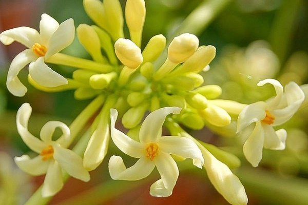 Hoa du du duc ngam cung thu nay se thanh thuoc quy nhu vang-Hinh-2