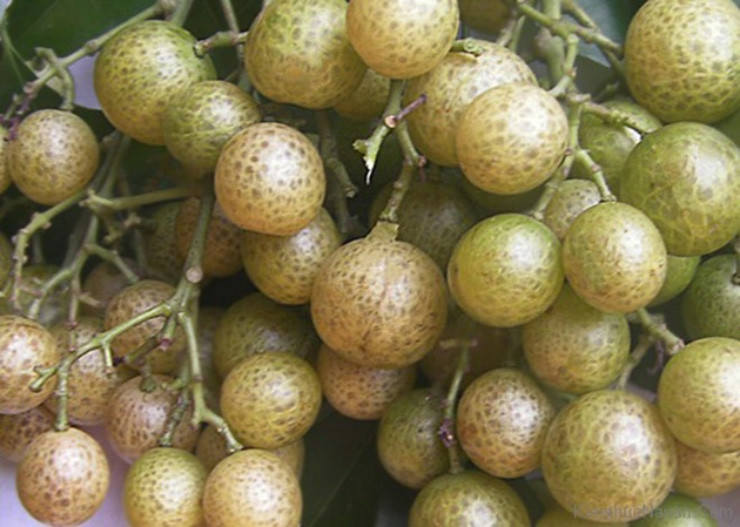 Thu moc bo bui o Viet Nam, dan hai ban thanh dac san-Hinh-4