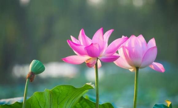 Bon chom sao, thoi the dao nguoc, dai van dang den gan