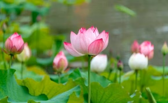 Bon chom sao, thoi the dao nguoc, dai van dang den gan-Hinh-2