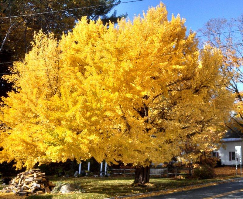 5 loai cay moc 'phu quy', no 'an lanh' giup chieu tai don phuc-Hinh-4