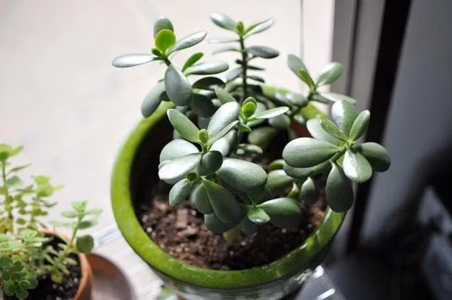 5 loai cay moc 'phu quy', no 'an lanh' giup chieu tai don phuc-Hinh-2