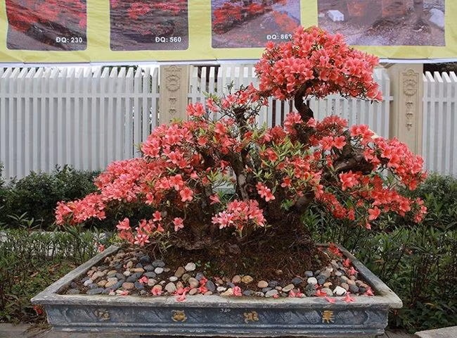 5 loai cay moc 'phu quy', no 'an lanh' giup chieu tai don phuc-Hinh-3