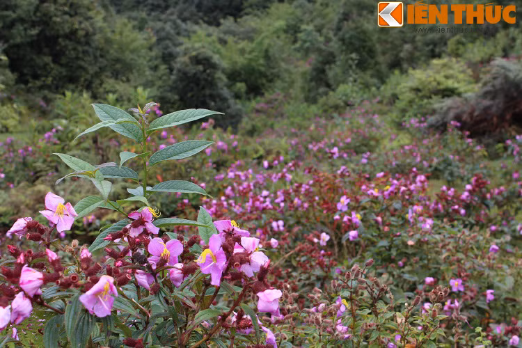 Nhưng cũng rất đẹp và lãng mạn khi các loài hoa thi nhau khoe sắc nở rộ.