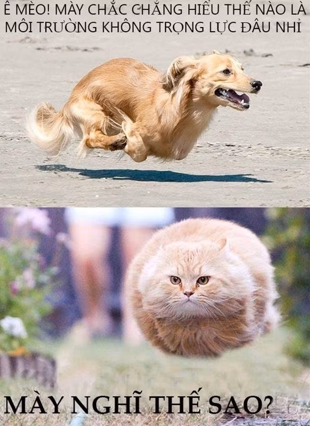 Giây phút "nguy hiểm" của chó mèo.