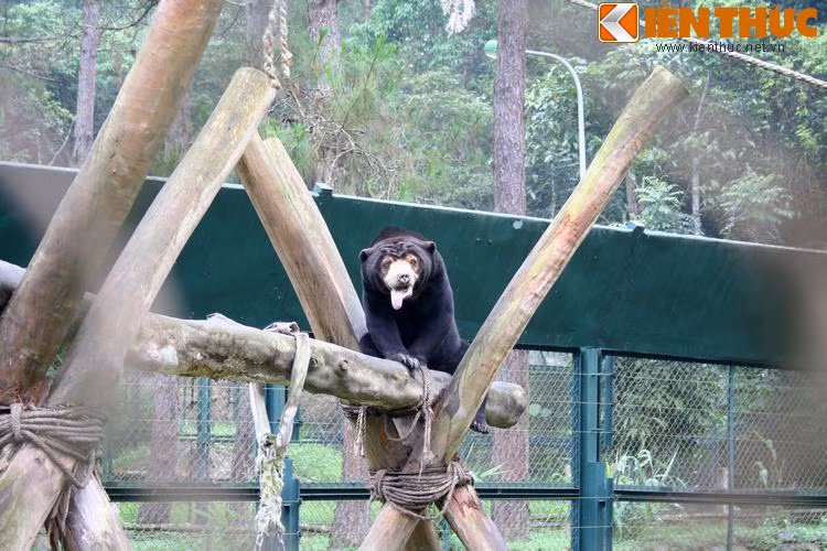 Hiện Trung tâm Cứu hộ Gấu Việt Nam tại thung lũng Chắt Dậu đang chăm sóc hơn 110 cá thể gấu gồm có gấu ngựa và gấu chó. Đồng thời, công tác cứu hộ các cá thể gấu còn bị nuôi nhốt tại các trại tư nhân khác vẫn đang tiếp tục được Tổ chức tiến hành.