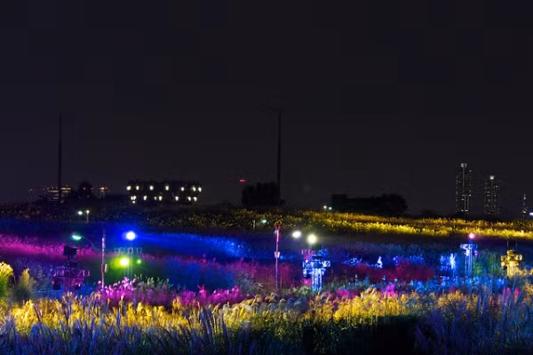 Cùng xem thêm một số hình ảnh đẹp về lễ hội cỏ lau của Hàn Quốc.