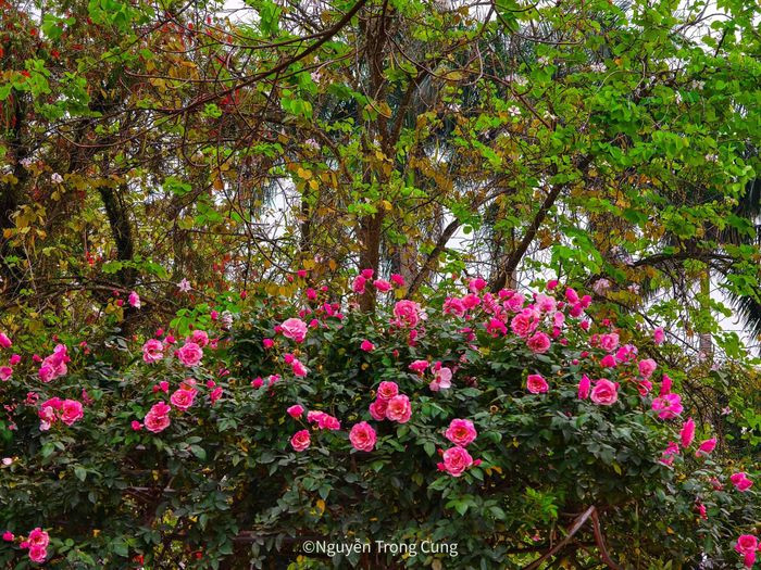 Ngoi chua dep la co nhieu co vat o ngoai thanh Ha Noi-Hinh-4