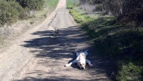 Làm thế nào để đi dạo mà không bị mệt bây giờ? Có phải là thè lưỡi ra không?